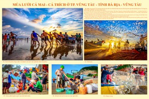 Mùa lưới cá mai - cá trích ở TP. Vũng Tàu - tỉnh Bà Rịa - Vũng Tàu