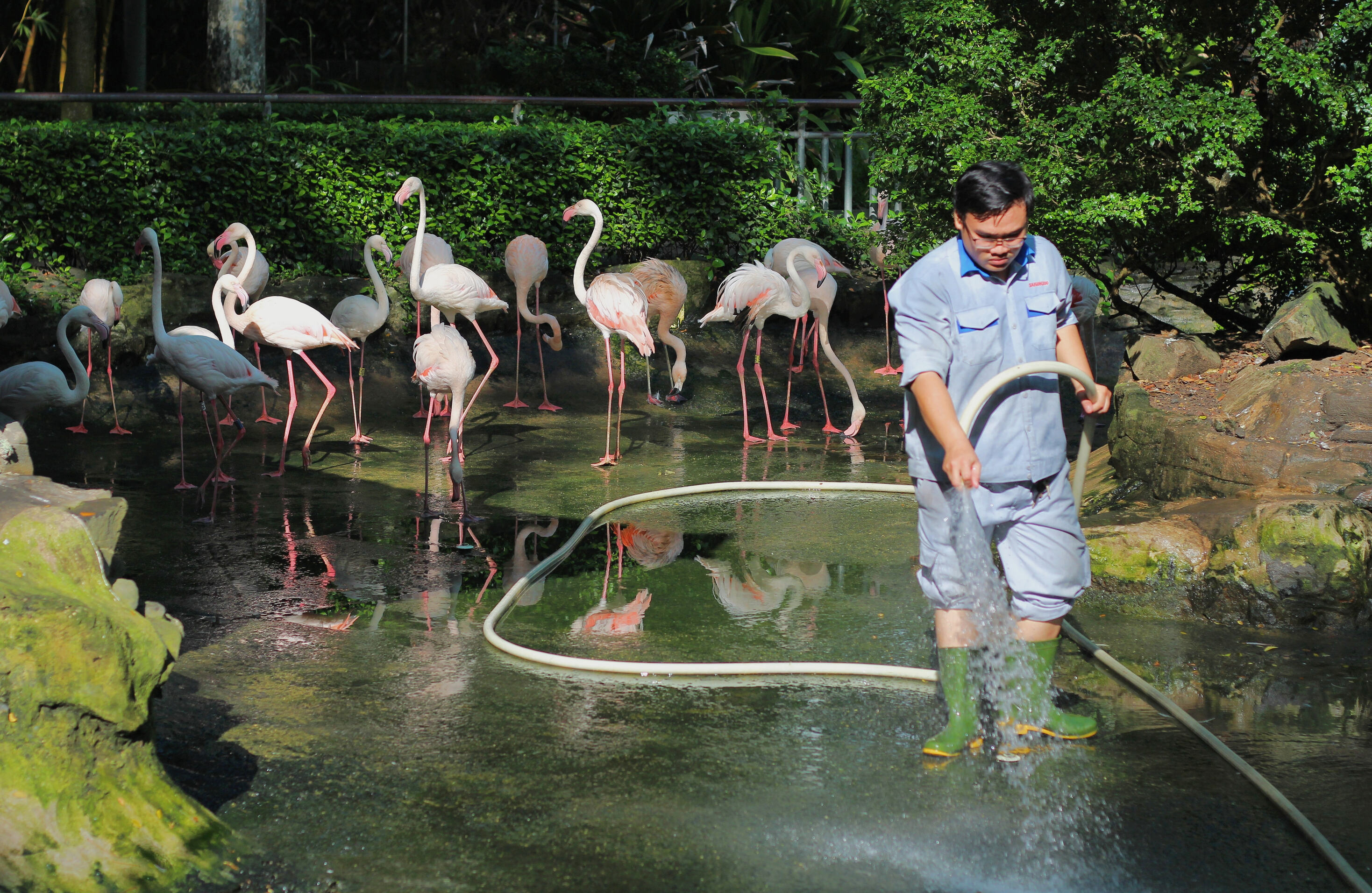 Chăm sóc vườn chim Hồng Hạc